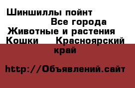 Шиншиллы пойнт ns1133,ny1133. - Все города Животные и растения » Кошки   . Красноярский край